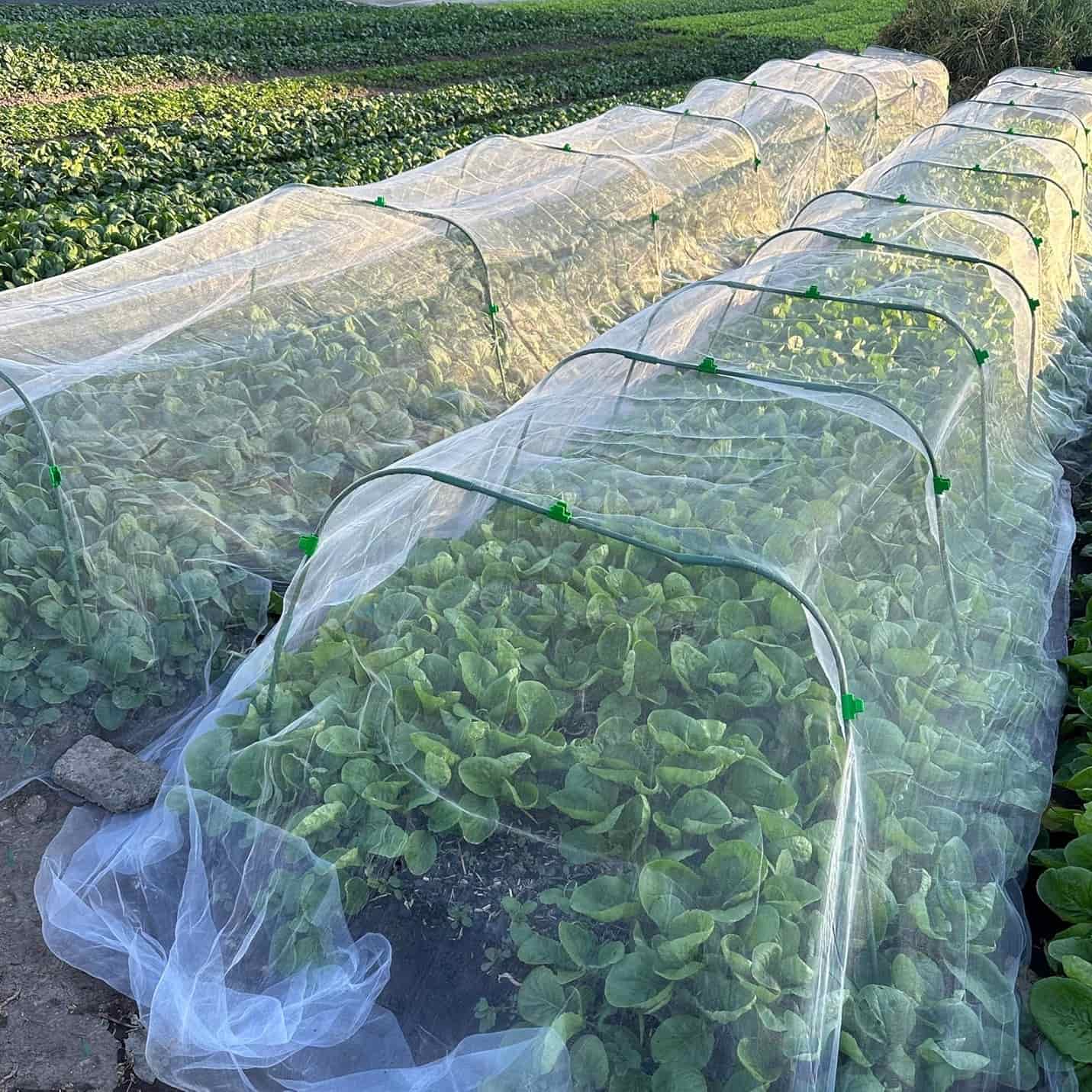 ¿Por qué son necesarias las mallas anti-insectos?