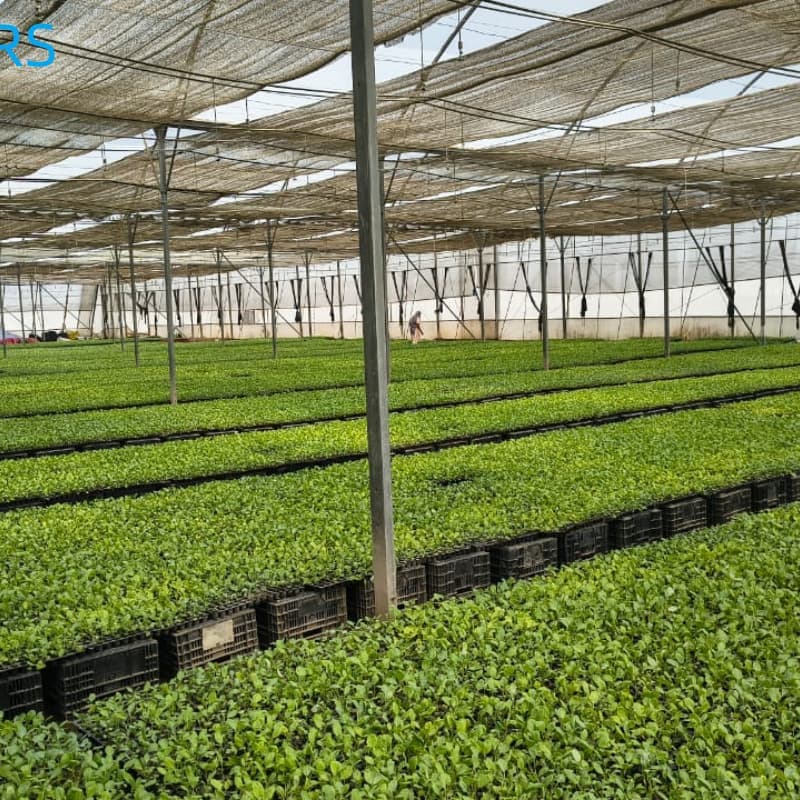 Tendencia de red de protección solar.