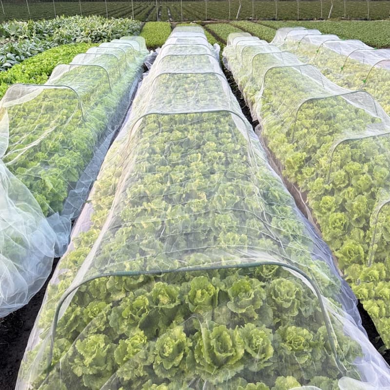 anti insect net