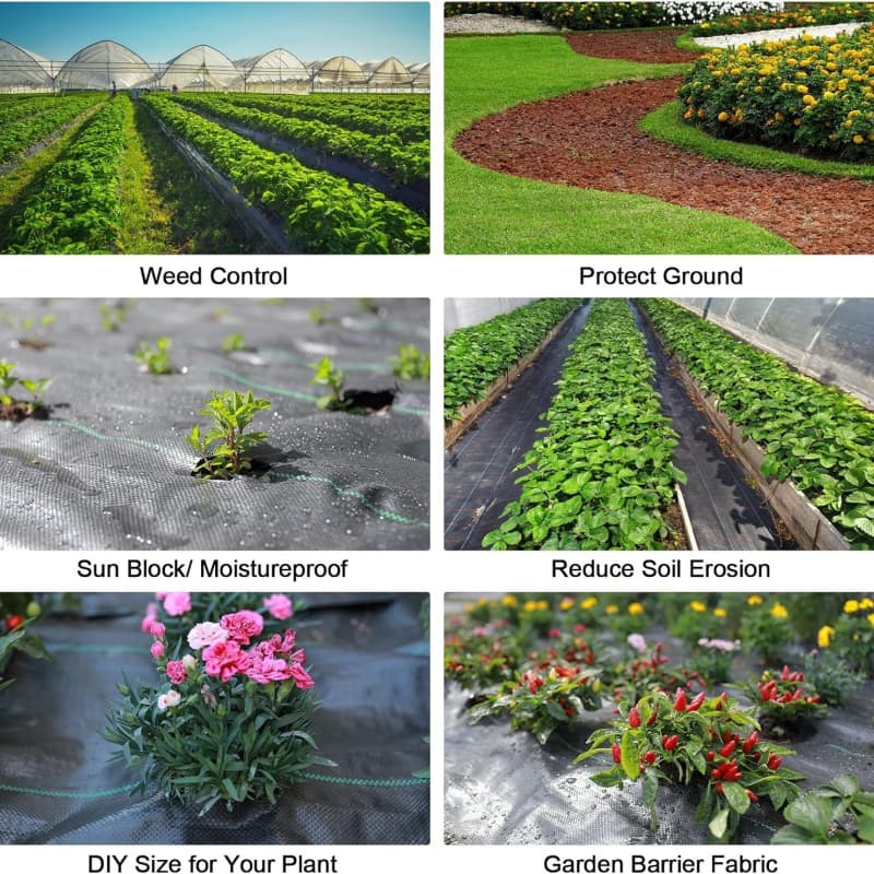 ground cover