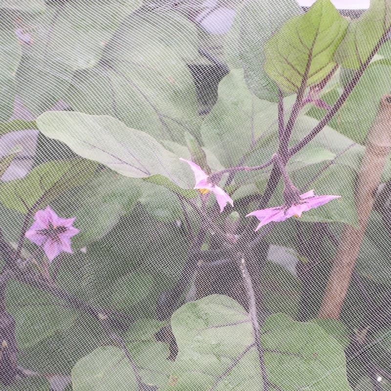 bulk farm bug netting